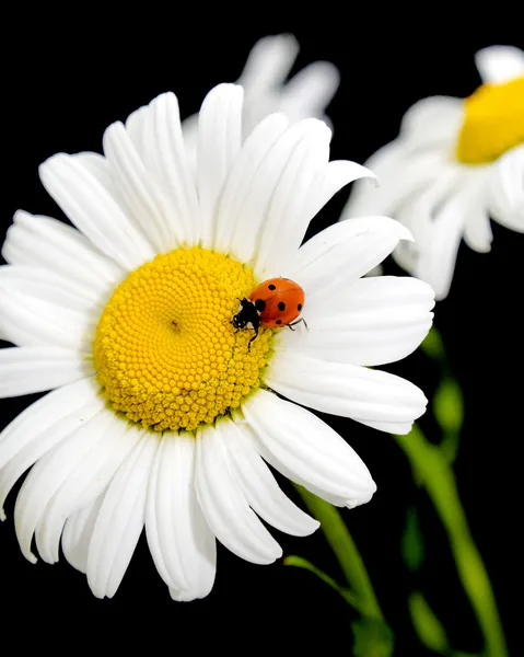 Uğur böceği bir çiçek papatya oturur — Stok fotoğraf