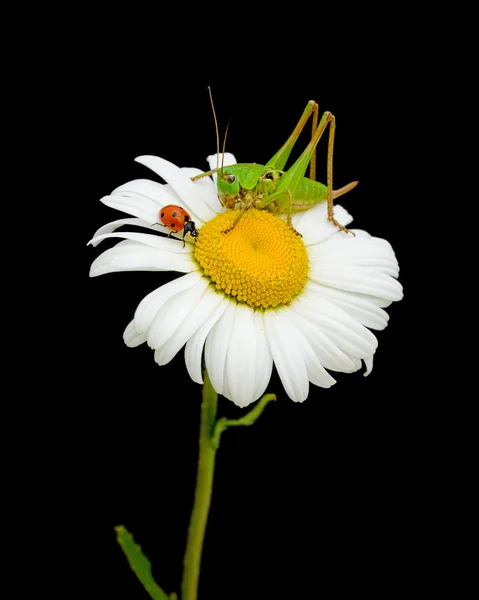 Ladybug and grasshopper sitting on a flower daisies — Stock Photo, Image