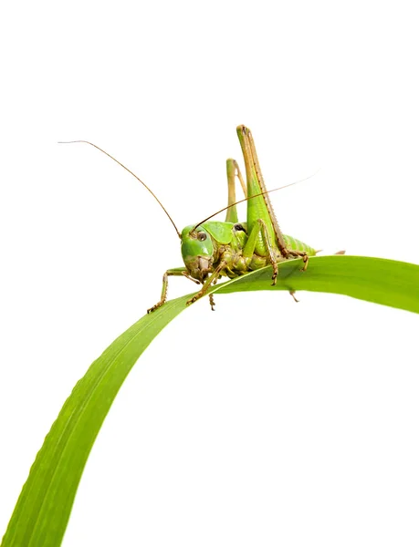 메뚜기는 녹색 잔디에 앉아 — 스톡 사진