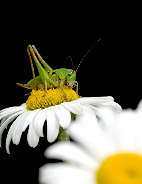 Grasshopper sitting on a flower daisies — Stock Photo, Image