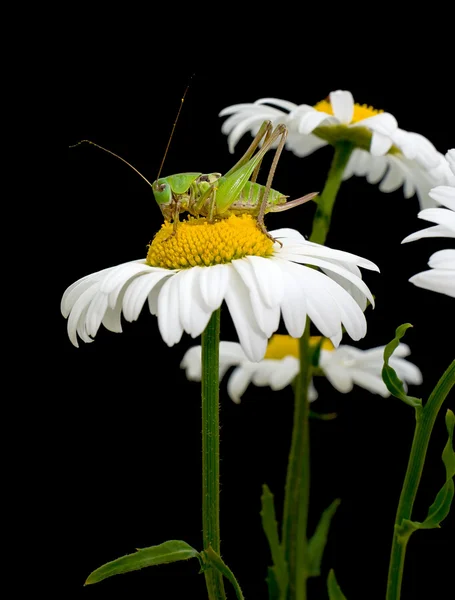 白色雏菊和绿色蚱蜢 — 图库照片