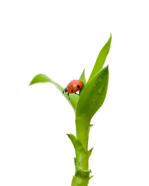 Ladybug closeup — Stock Photo, Image