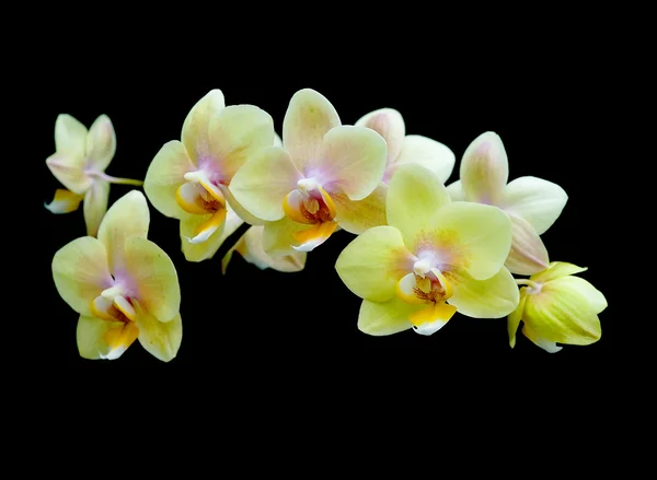 Orquídeas amarelas em um fundo preto — Fotografia de Stock