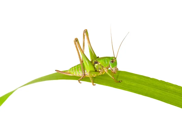 Grasshopper closeup — Stock Photo, Image