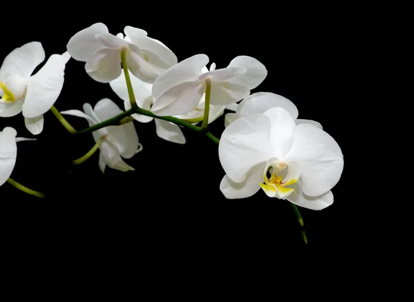 黒い背景に白い蘭の花の咲く — ストック写真