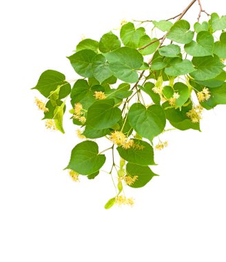 Linden blossom branch isolated on white background clipart