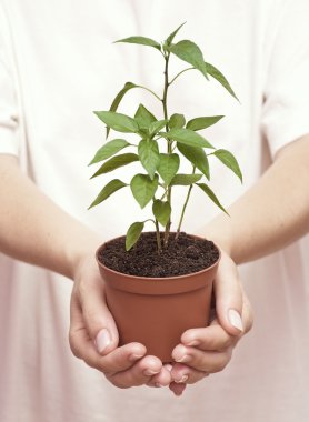 genç bir kadın elinde bir çiçek lahanası