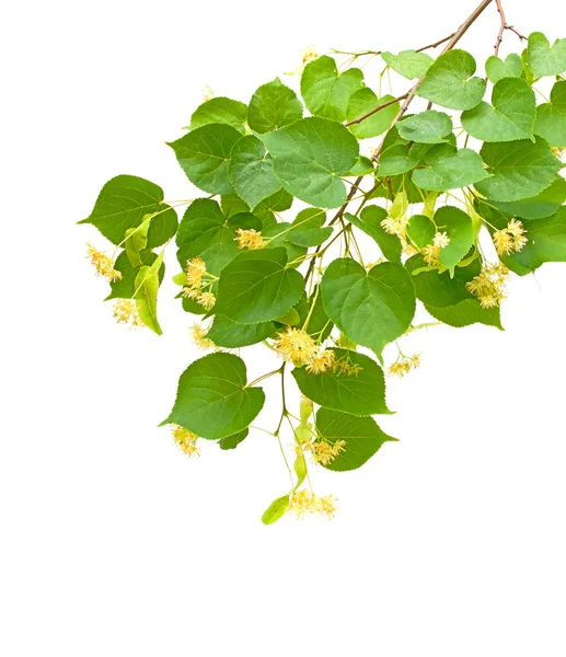 Linden blossom branch isolated on white background — Stock Photo, Image