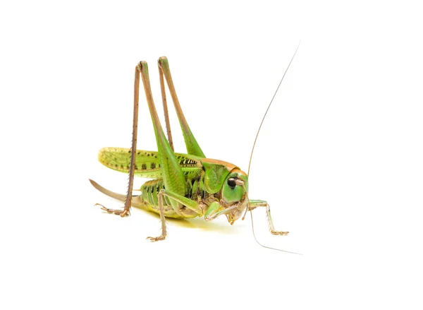 Stor grön gräshoppa närbild — Stockfoto
