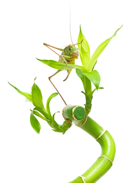 Green grasshopper on a branch of bamboo on a white background — Stock Photo, Image