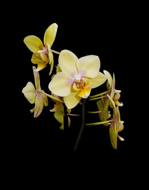 Yellow orchid flowers on a black background clipart