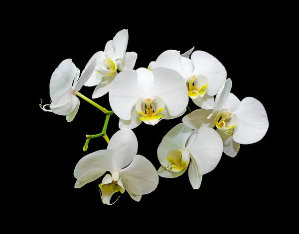 Flores orquídeas blancas sobre fondo negro — Foto de Stock