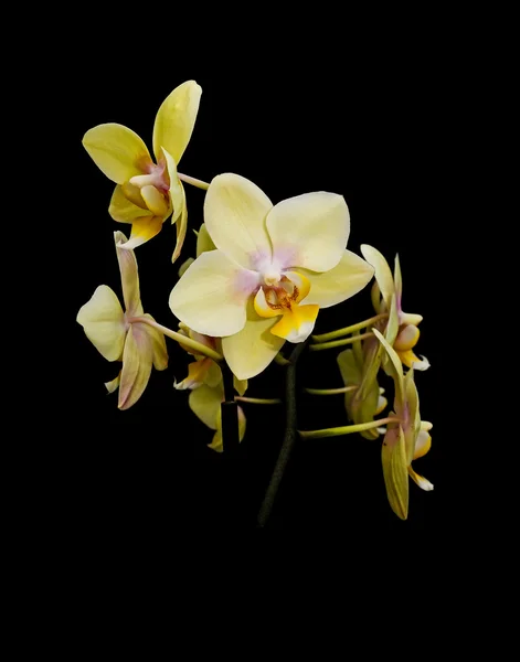 Żółte kwiaty orchidei, na czarnym tle — Zdjęcie stockowe