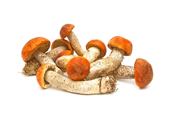 Wild mushrooms on a white background — Stock Photo, Image