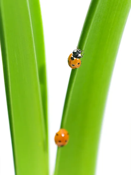 Lieveheersbeestje close-up van dauw druppels op groen blad — Stockfoto