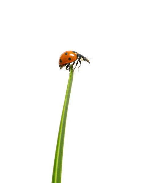 Ladybug stă la capătul unei frunze verzi — Fotografie, imagine de stoc