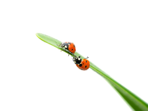 Two ladybugs sitting on the edge of the green leaf — Stock Photo, Image