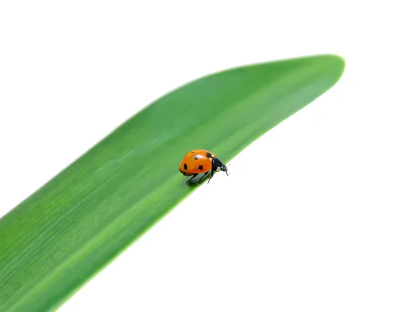 Lieveheersbeestje zit op een groen blad — Stockfoto