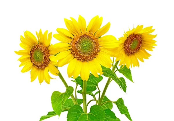 Sonnenblumen auf weißem Hintergrund — Stockfoto