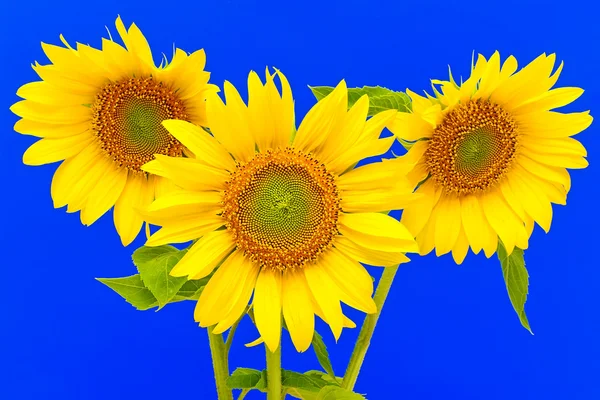 Kolme auringonkukan lähikuva sinisellä taustalla — kuvapankkivalokuva