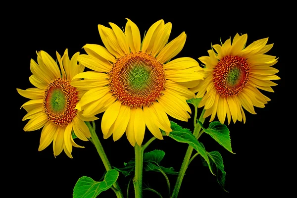 Sonnenblumen-Nahaufnahme auf schwarzem Hintergrund — Stockfoto