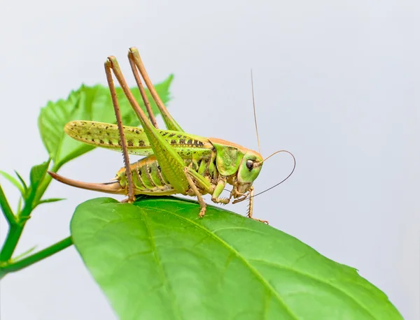 Grasshopper sits on leaf — Stok fotoğraf