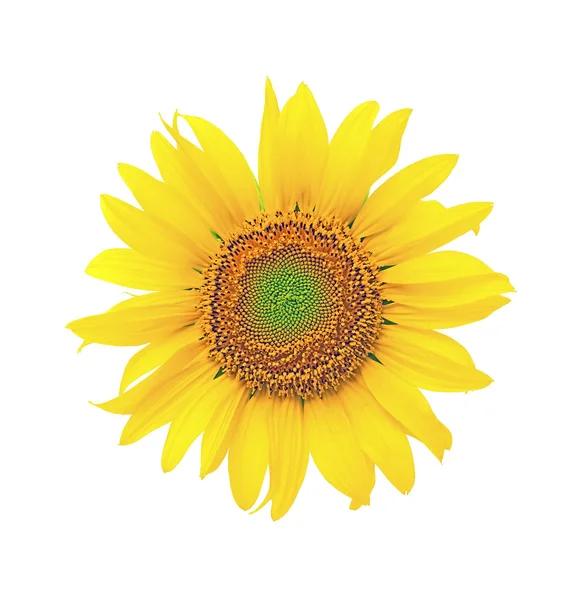 Kvetoucí slunečnice na bílém pozadí — Stock fotografie