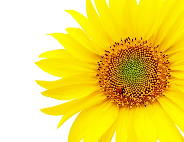 Sonnenblume und Marienkäfer auf weißem Hintergrund — Stockfoto
