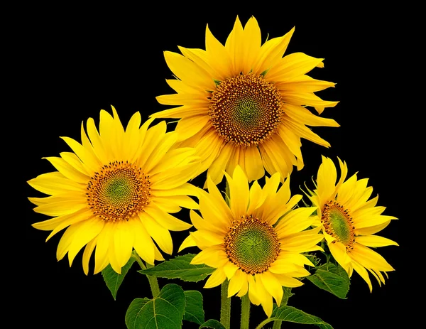 Kytice ze čtyř slunečnice — Stock fotografie