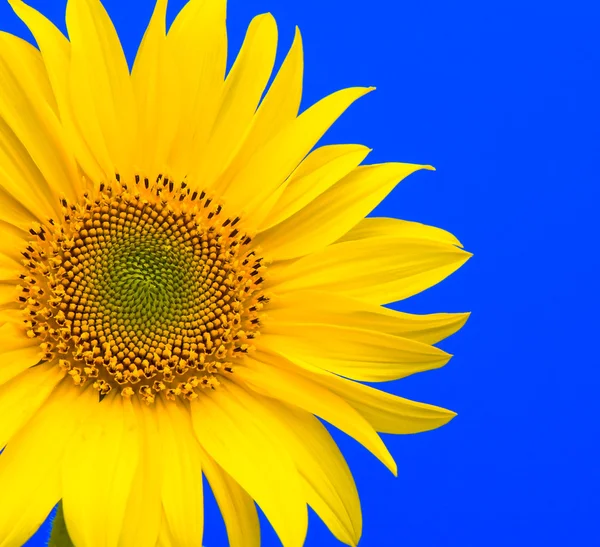 Üzerinde mavi bir arka plan ayçiçeği çiçeklenme — Stok fotoğraf