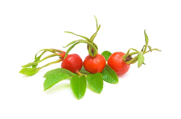 Ripe red rose hips. — Stock Photo, Image