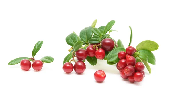 Cranberries on white background — Stock Photo, Image