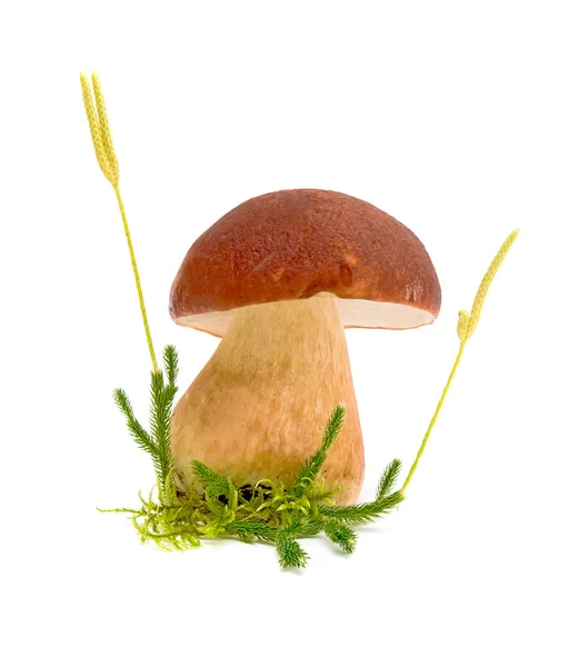 森林蘑菇特写 — 图库照片