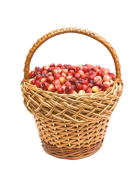 Cranberries in the basket — Stock Photo, Image
