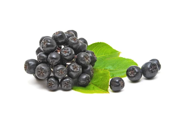 Chokeberry su uno sfondo bianco — Foto Stock