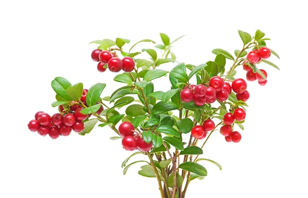Arbusto cranberries no fundo branco — Fotografia de Stock