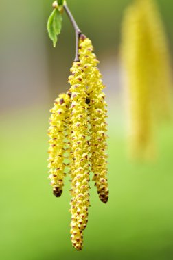 Huş böbrek