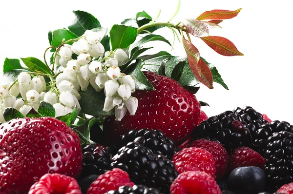 Berries and a blossoming branch — Stock Photo, Image