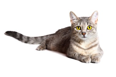 Beautiful tabby cat clipart