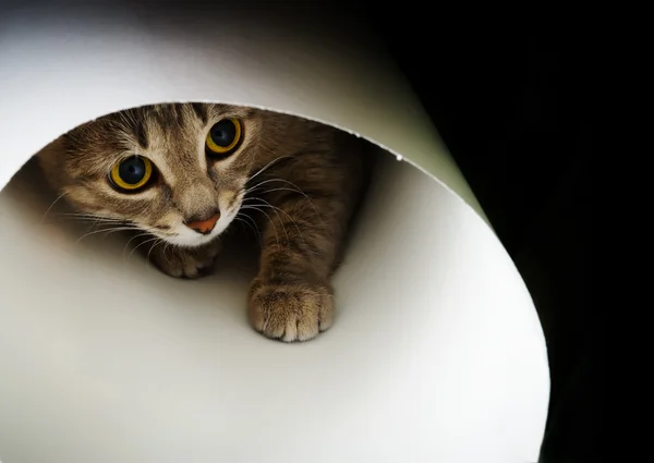 Gato curioso — Foto de Stock