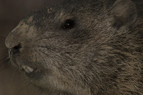 Profile Of Marmot Groundhog Woodchuck — Stock Photo, Image