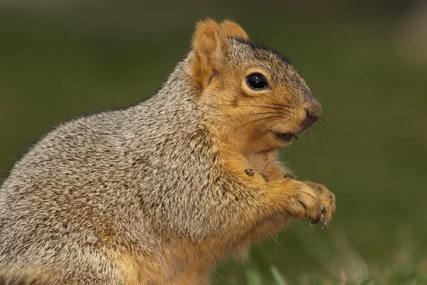 Профиль Brown Squirrel — стоковое фото