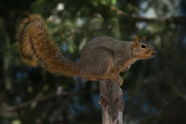 Brown Squirrel Balancing On Tree Stump Stock Image
