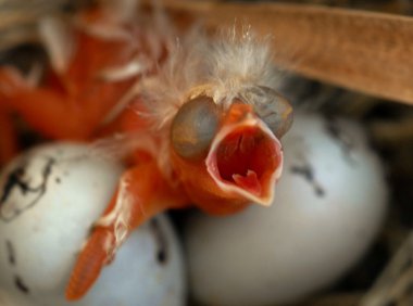 Aç yabani bebek kuş civciv