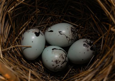 Wild Bird Nest With Eggs clipart