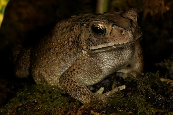 Asiatic Black-Spined Toad Bufo melanostictus — Stock Photo, Image