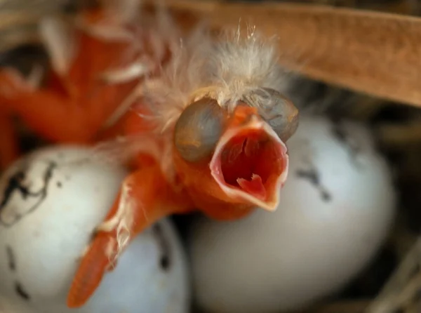 Głodne dziecko dziki ptak hatchling — Zdjęcie stockowe