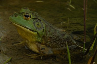 American Bullfrog clipart