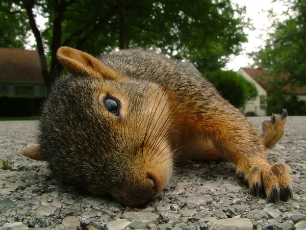 Schlafendes Eichhörnchen — Stockfoto