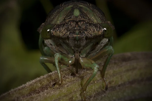 Gezicht van vers molted cicade locust — Stockfoto